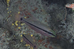 Image of Bridled cardinalfish