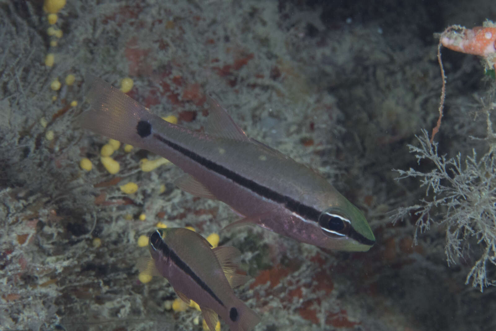 Image of Bridled cardinalfish