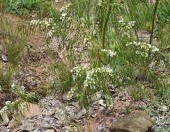 Image of Myoporum floribundum A. Cunn. ex Benth.