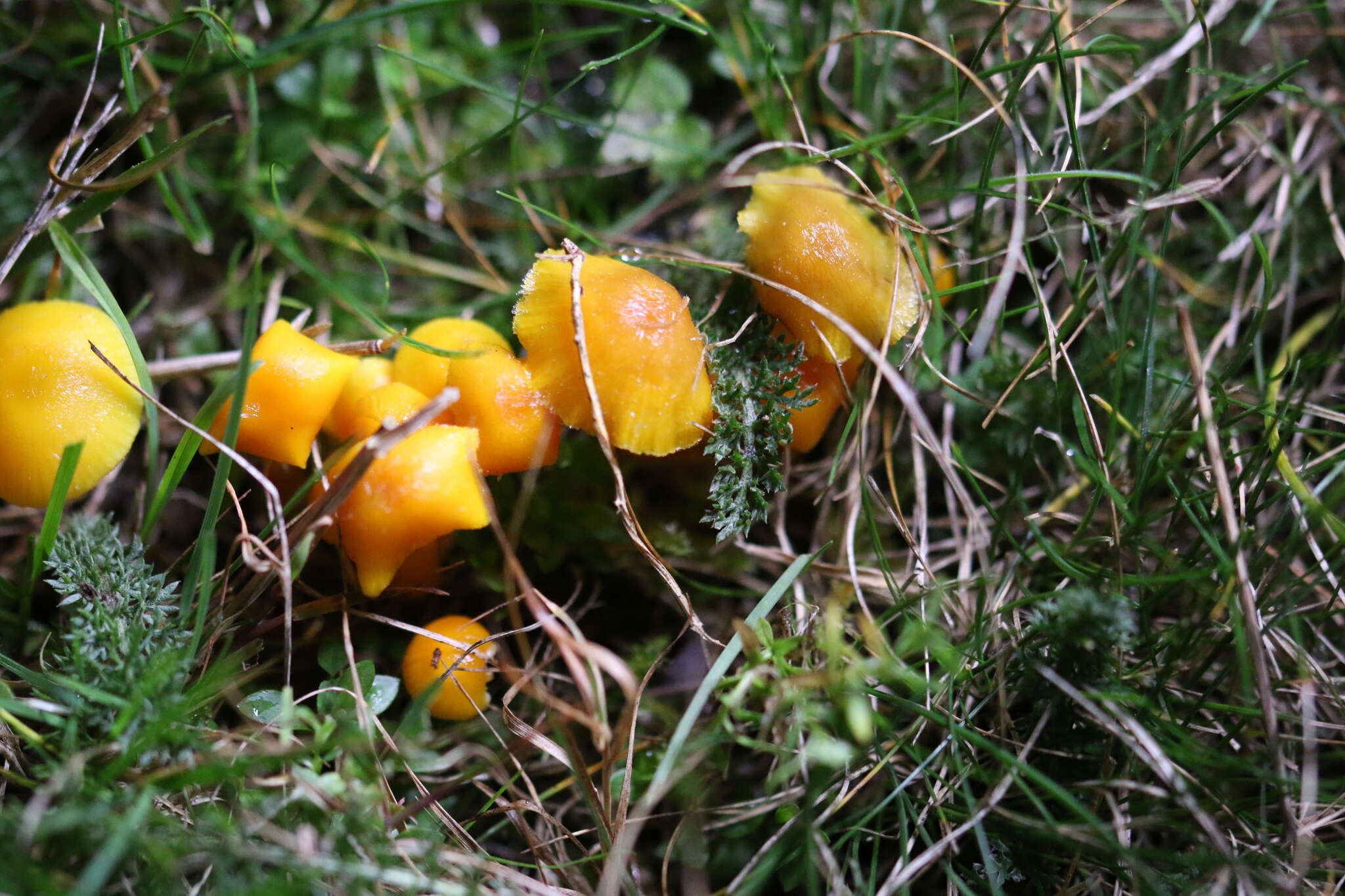 Image of Hygrocybe ceracea (Sowerby) P. Kumm. 1871