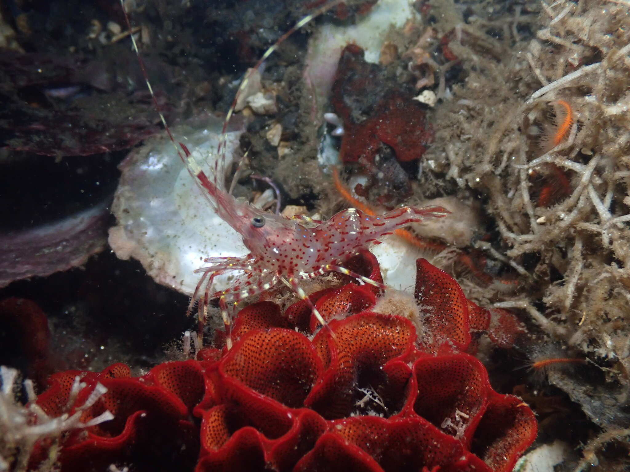 Image of California longbeak