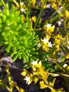 Image of Thesium acuminatum A. W. Hill