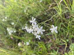 <i>Sabatia <i>macrophylla</i></i> var. macrophylla resmi