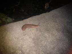 Image of Cuban slug