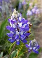 Image of Lupinus sellulus var. lobbii (S. Watson) B. J. Cox