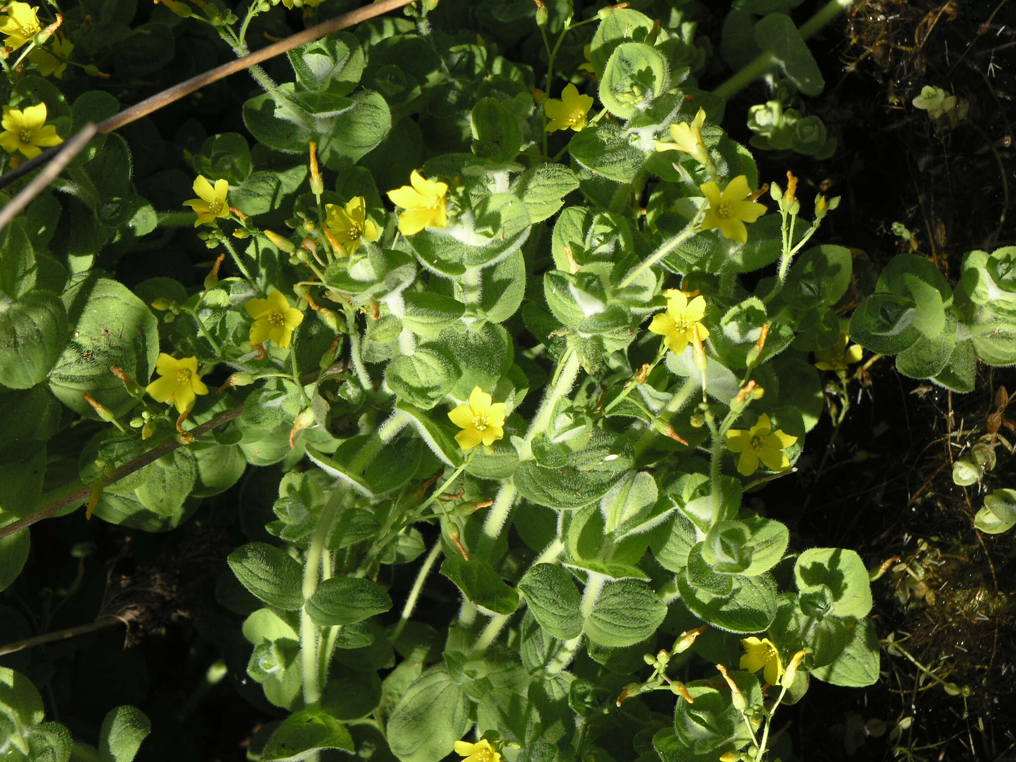 Plancia ëd Hypericum elodes L.