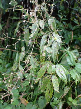 صورة Clematis morii Hayata