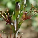 Image of Agave pratensis A. Berger