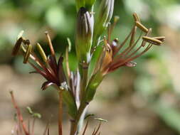 Image of Agave pratensis A. Berger