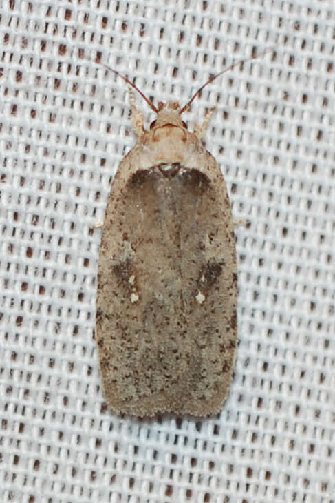 Image of Agonopterix argillacea Walsingham 1881