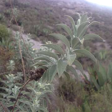 Image of Buddleja perfoliata Kunth