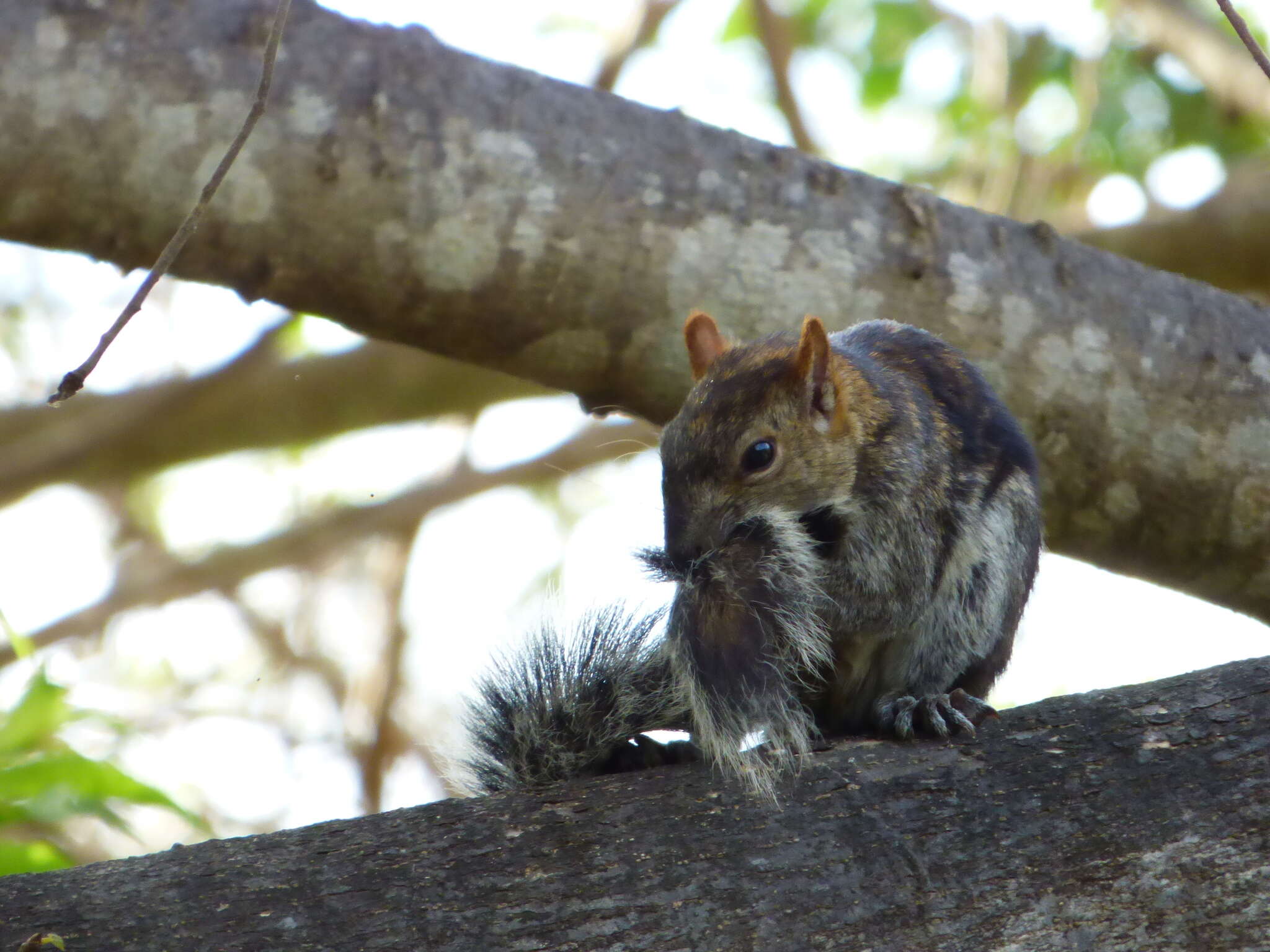 Image of Collie's Squirrel