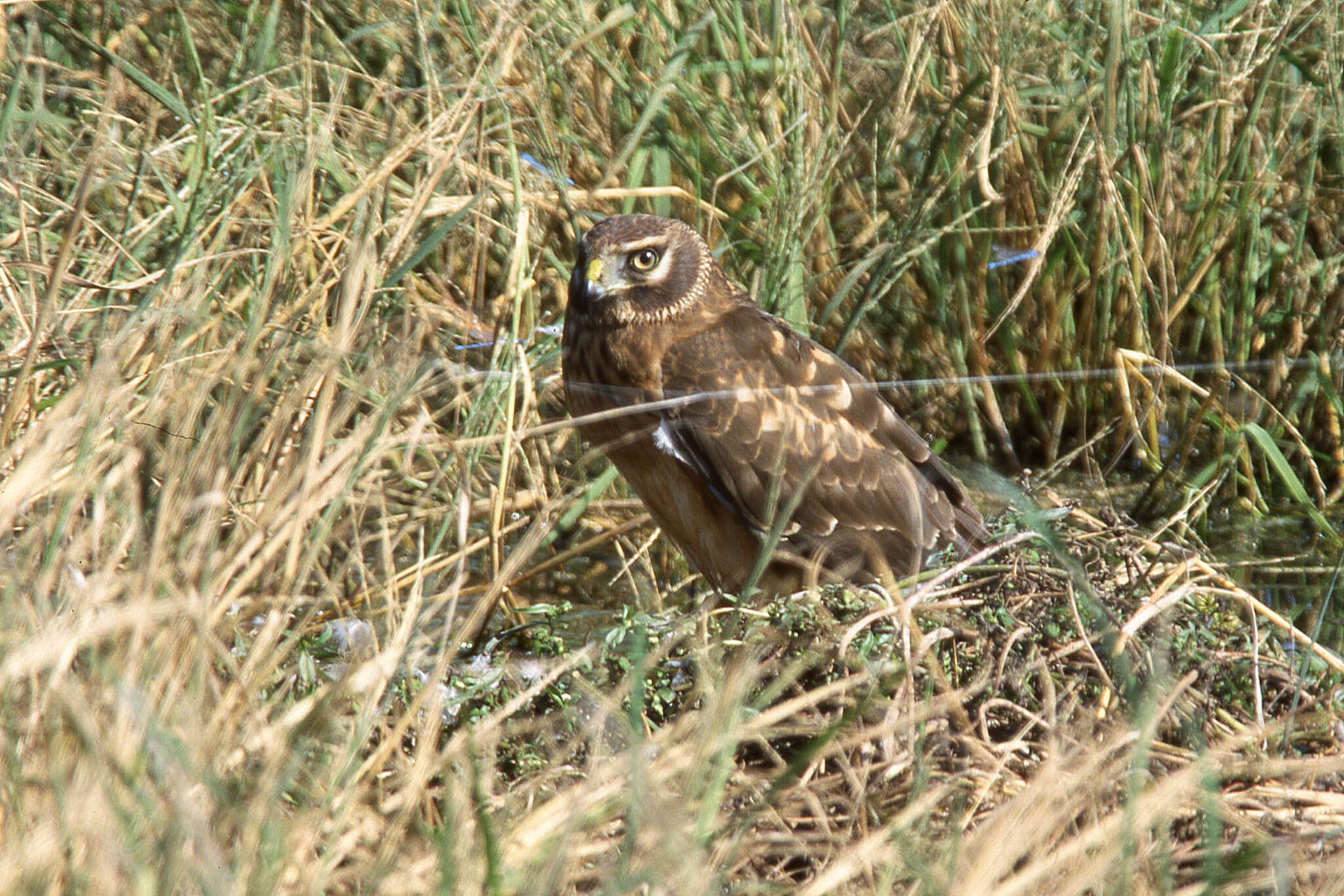 Image of Northern Harrier