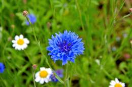 Image of Garden Cornflower