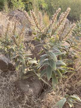 Image of western marbleseed