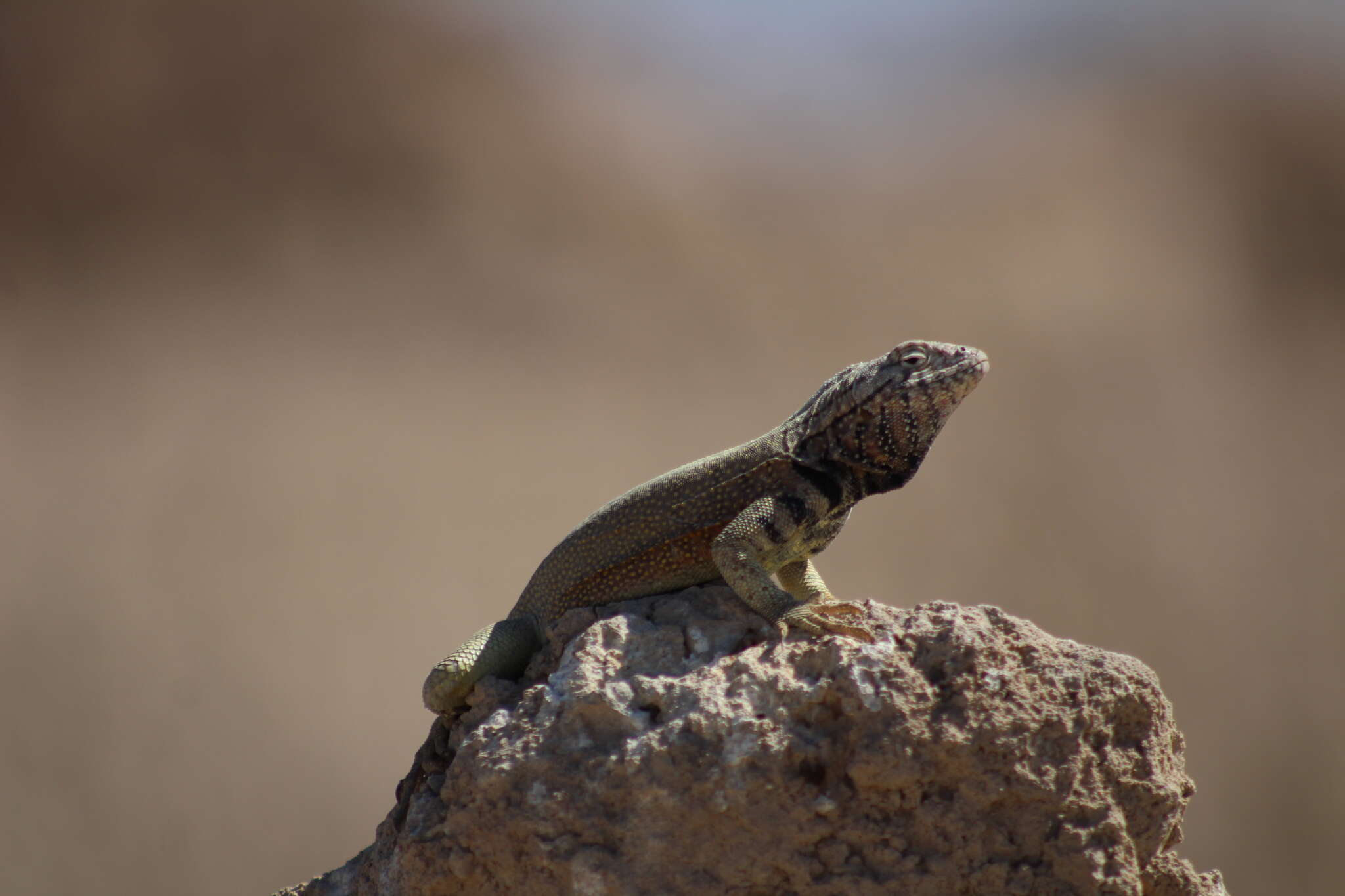 Image of Peru Pacific Iguana