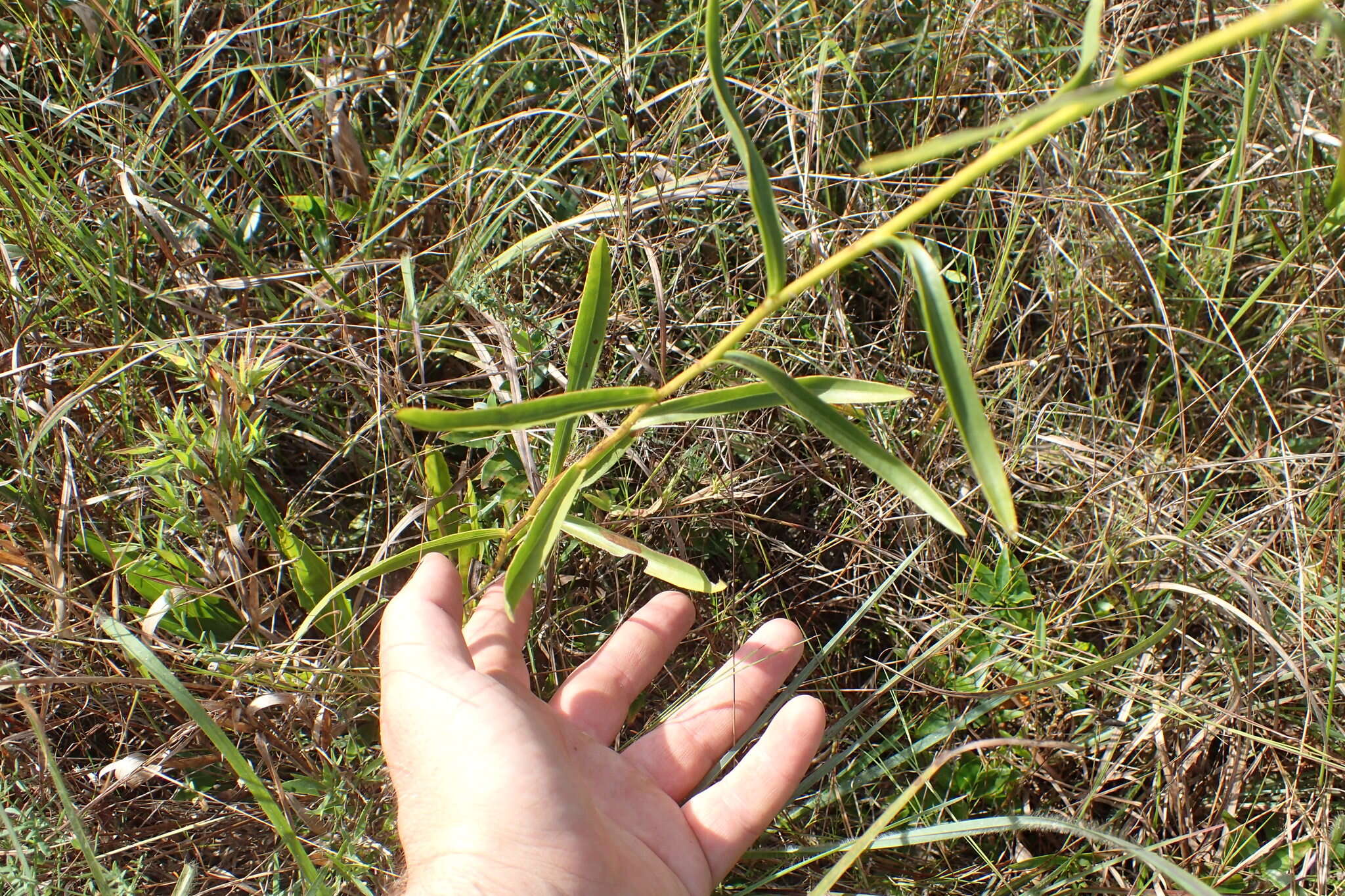 Image of Solidago nitida Torr. & A. Gray