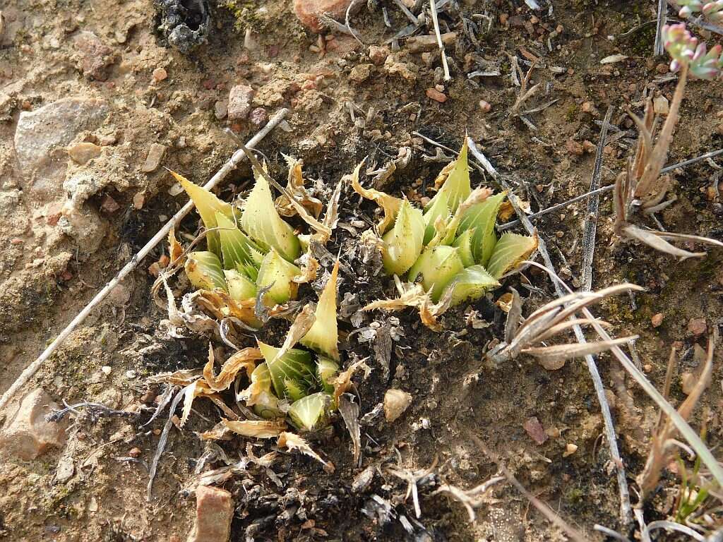 Image of Haworthia mirabilis (Haw.) Haw.