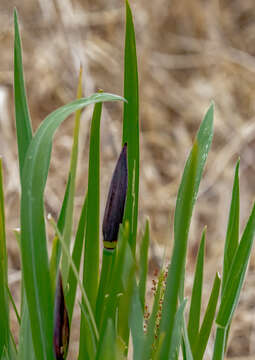 Image of Long Purple-flag