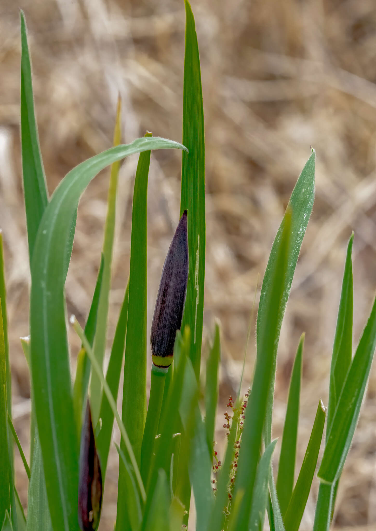 Image of Patersonia occidentalis var. occidentalis