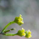 Image de Salacia nitida (Benth.) N. E. Br.