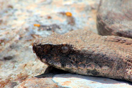 Image of Macrovipera lebetinus lebetinus (Linnaeus 1758)