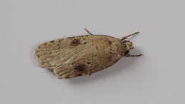 Image of Agonopterix propinquella Treitschke 1835