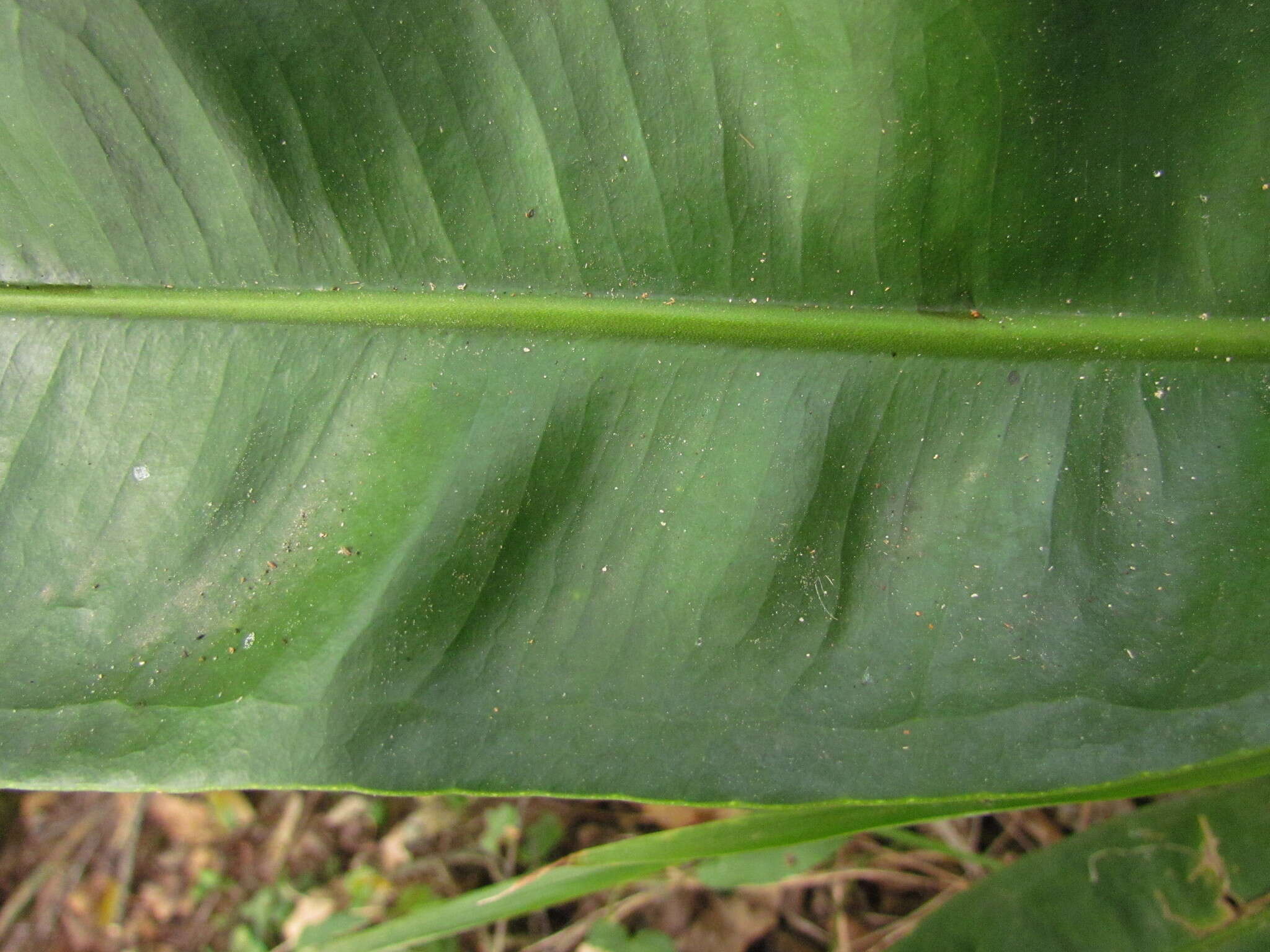 Plancia ëd Anthurium gaudichaudianum Kunth