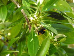 Image of Bombus terrestris lusitanicus Krüger 1956