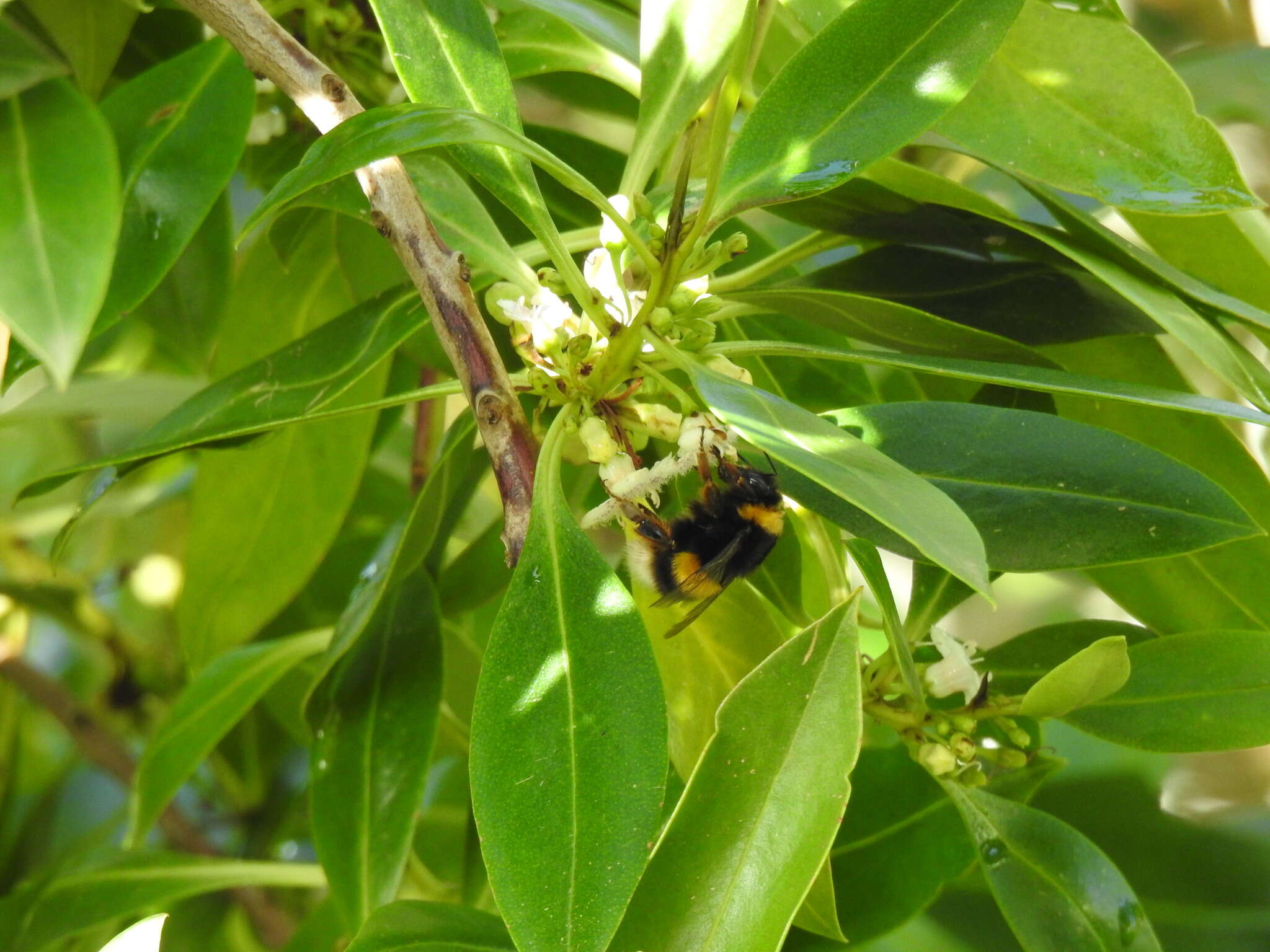 Image of Bombus terrestris lusitanicus Krüger 1956