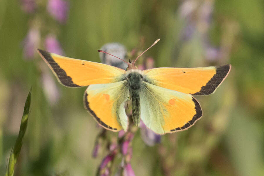 Imagem de Colias canadensis Ferris 1982