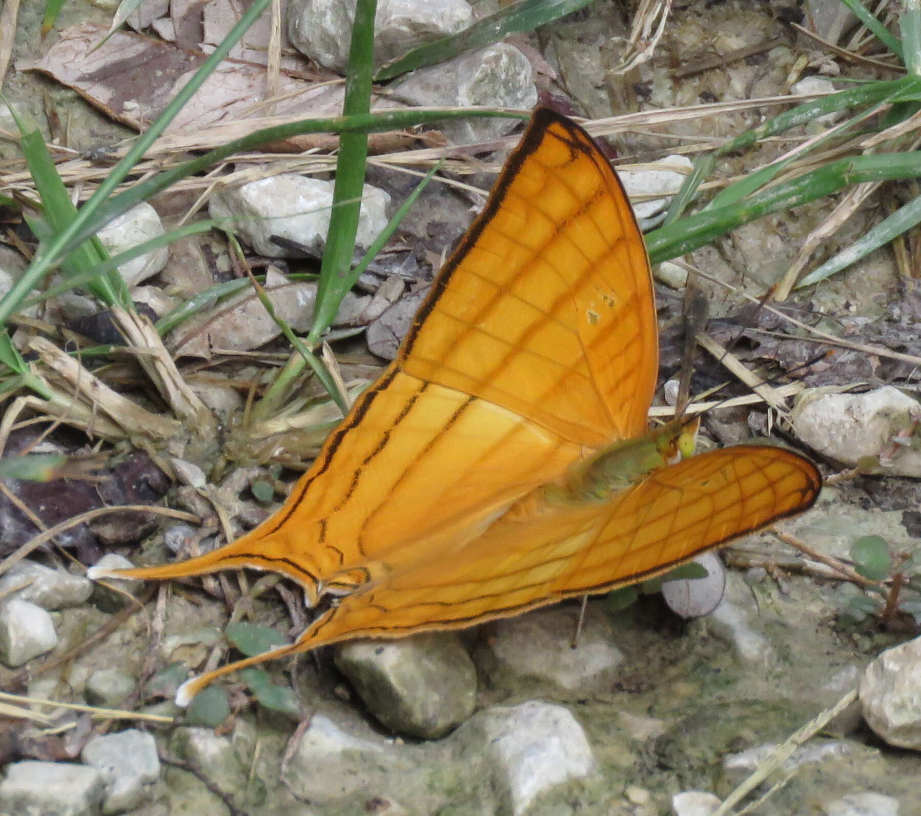 Image of Marpesia harmonia Klug 1836