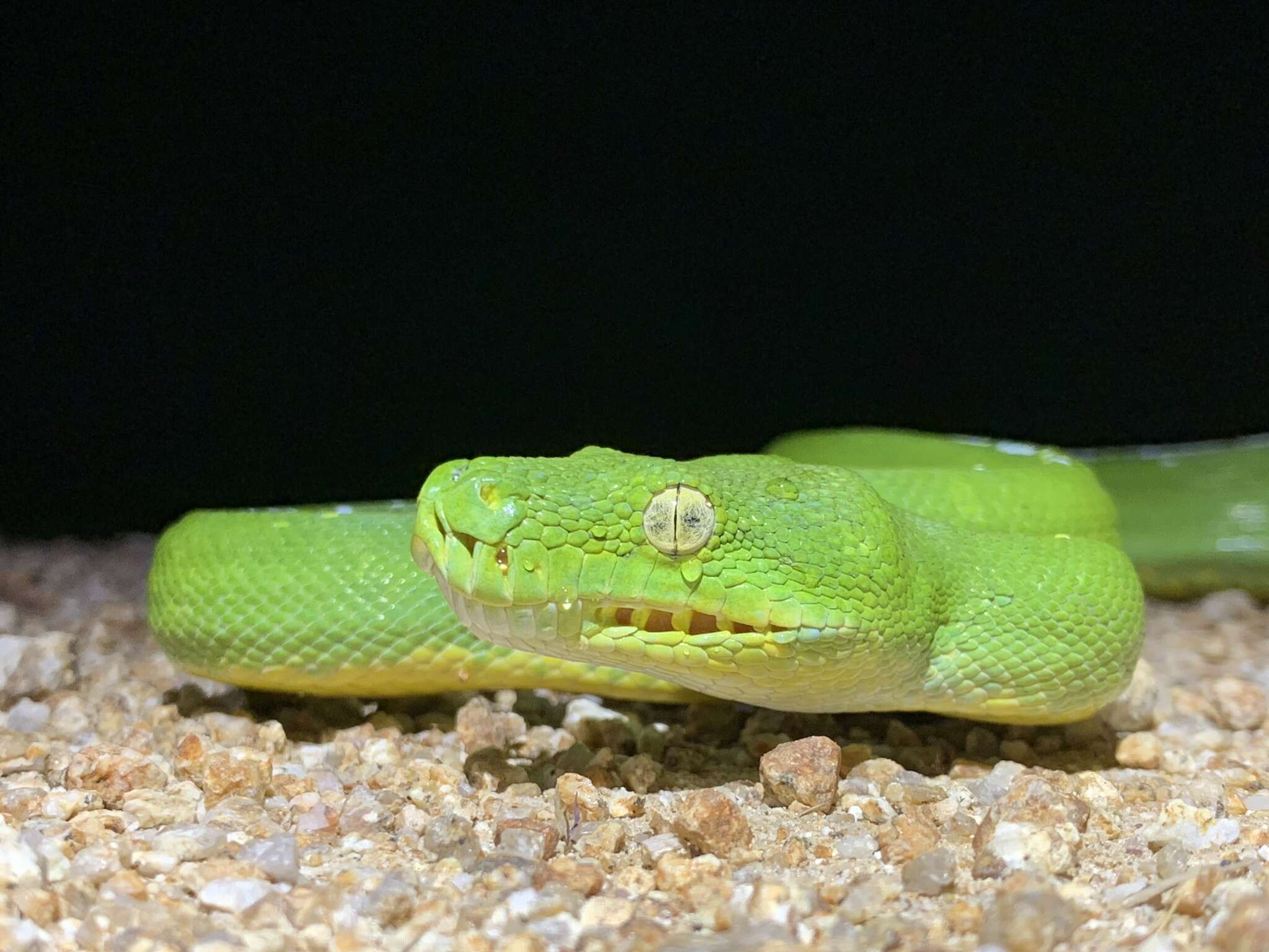 Image of Green Python