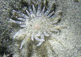 Image of giant burrowing anemone