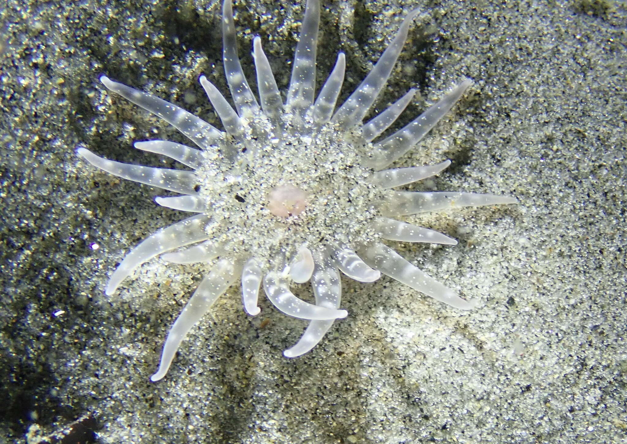 Image of giant burrowing anemone
