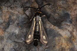 Image of Dipchasphecia iskander