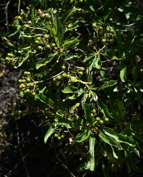 Image of Pavetta granitica F. Muell. ex Bremek.