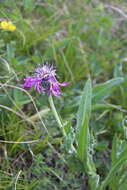 Слика од Centaurea cheiranthifolia subsp. willdenowii (Czer.) A. D. Mikheev