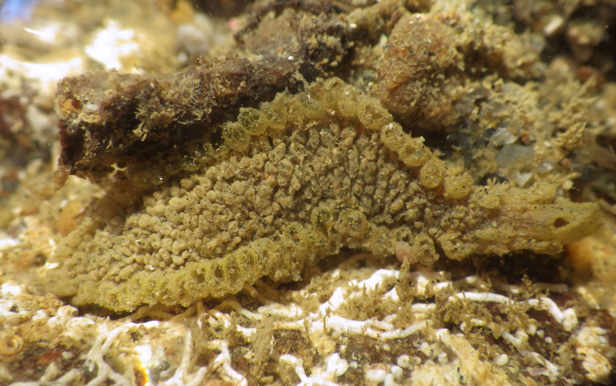 Image of Flabelliderma ockeri Salazar-Vallejo 2007