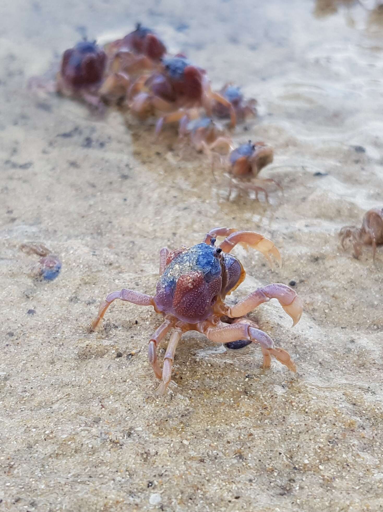 Image of dark blue soldier crab