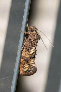 Image of Cresson's Grass-tubeworm Moth