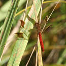 Image of <i>Sympetrum <i>pedemontanum</i></i> pedemontanum