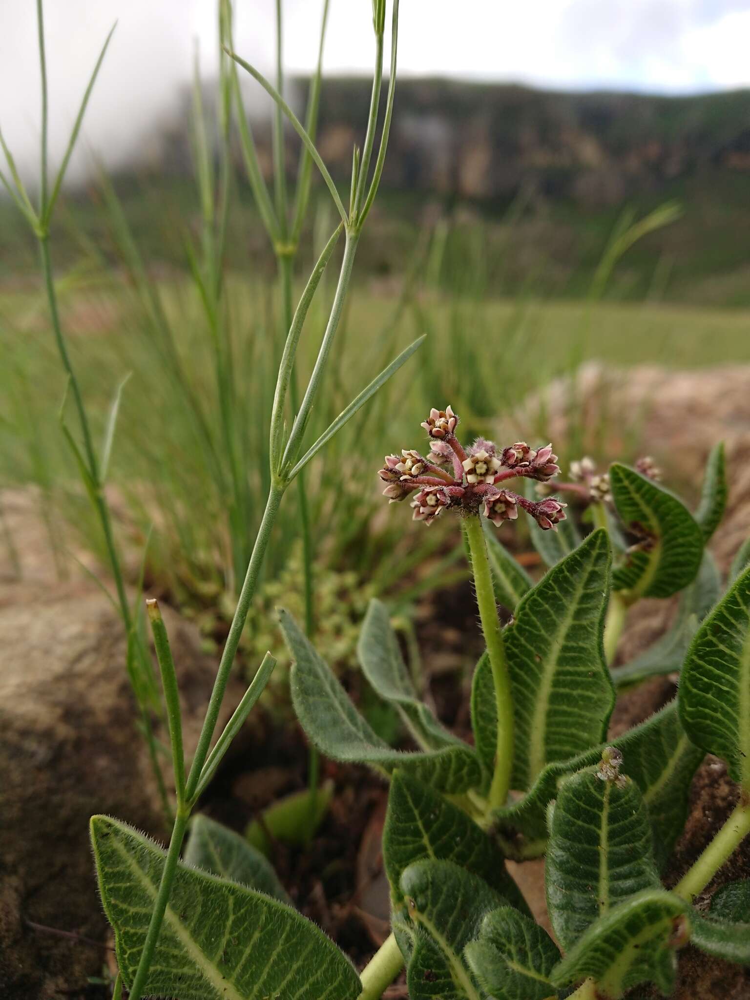 Image de Xysmalobium parviflorum Harv. ex Scott Elliott