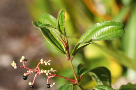 Слика од Miconia ciliata (L. Rich.) DC.