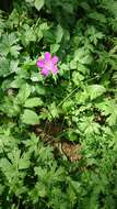 Imagem de Geranium palustre L.