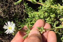 Image of Delosperma inconspicuum L. Bol.