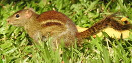 Image of Indochinese Ground squirrel