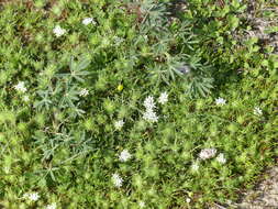 Image of Baker's navarretia