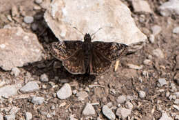 Image de Erynnis lucilius Scudder & Burgess 1870