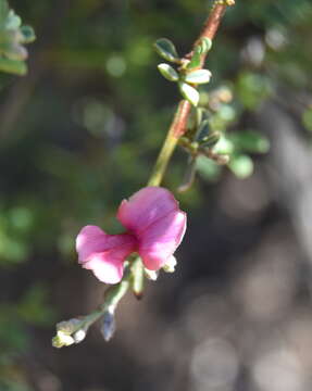 Imagem de Indigofera nigromontana Eckl. & Zeyh.